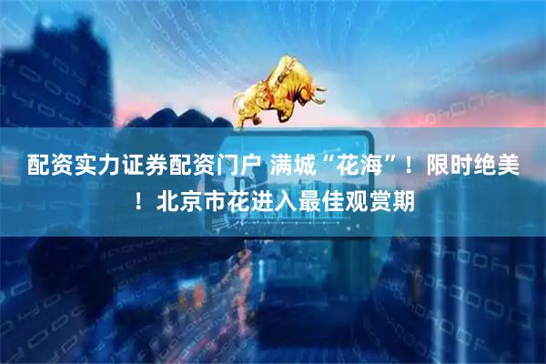 配资实力证券配资门户 满城“花海”！限时绝美！北京市花进入最佳观赏期
