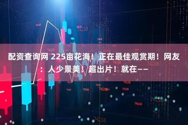 配资查询网 225亩花海！正在最佳观赏期！网友：人少景美！超出片！就在——